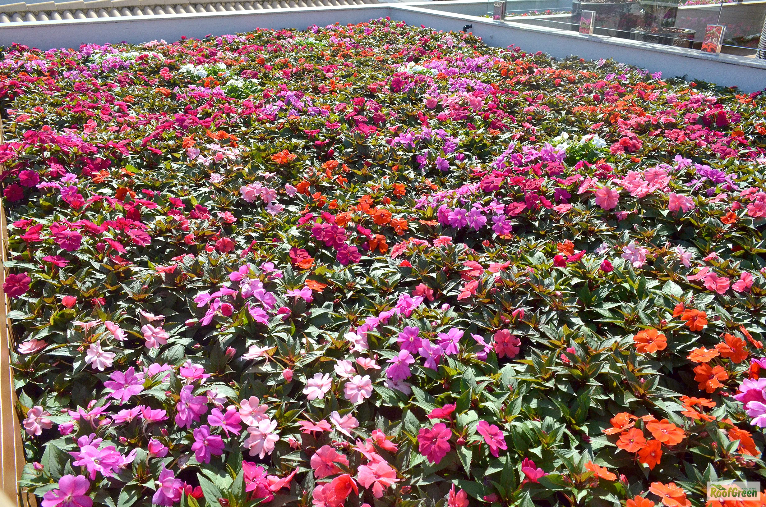 Projeto Roofgreen 9