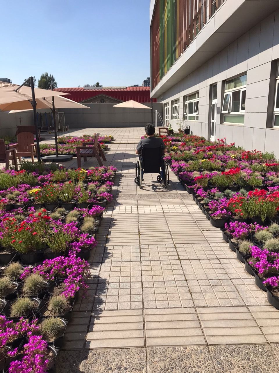 Sistema Roofgreen - Detalhe da vegetação